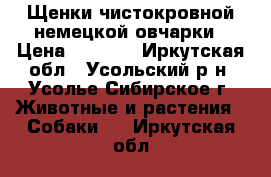 Щенки чистокровной немецкой овчарки › Цена ­ 6 000 - Иркутская обл., Усольский р-н, Усолье-Сибирское г. Животные и растения » Собаки   . Иркутская обл.